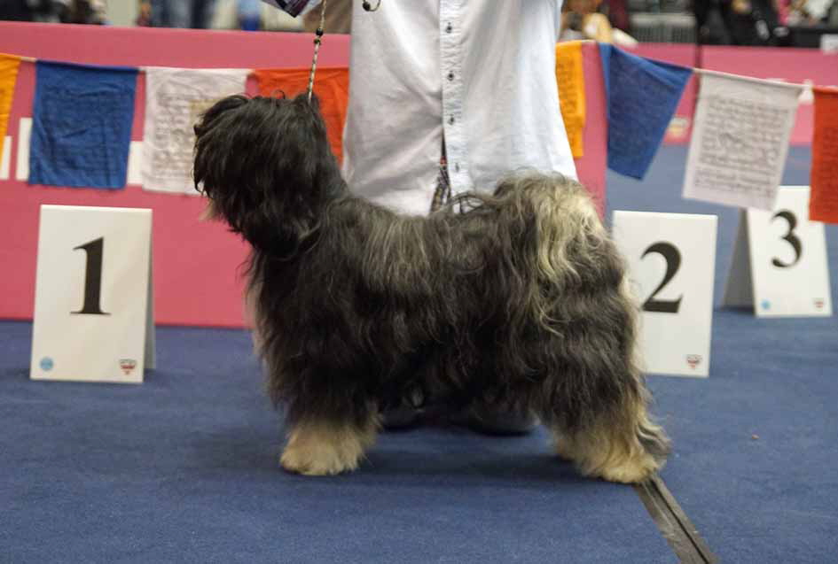 Rupa Dhatu U-chen Dharani V1, CACA, CACIB. sterreichischer Bundessieger 2016