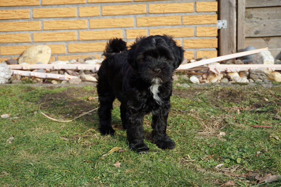 Der kleine Charrmeur Dam-pa ist noch zu haben!!