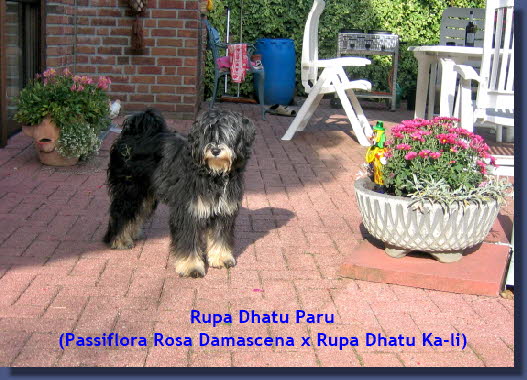 Rupa Dhatu Paro