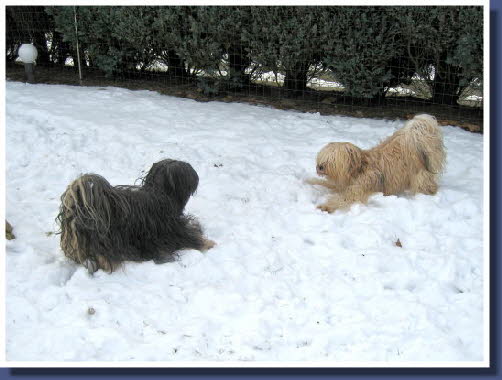 Ka-li und Jandra spielen in unserem Garten.