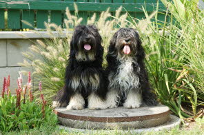 Yuma und Mama Dharani in Podersdorf